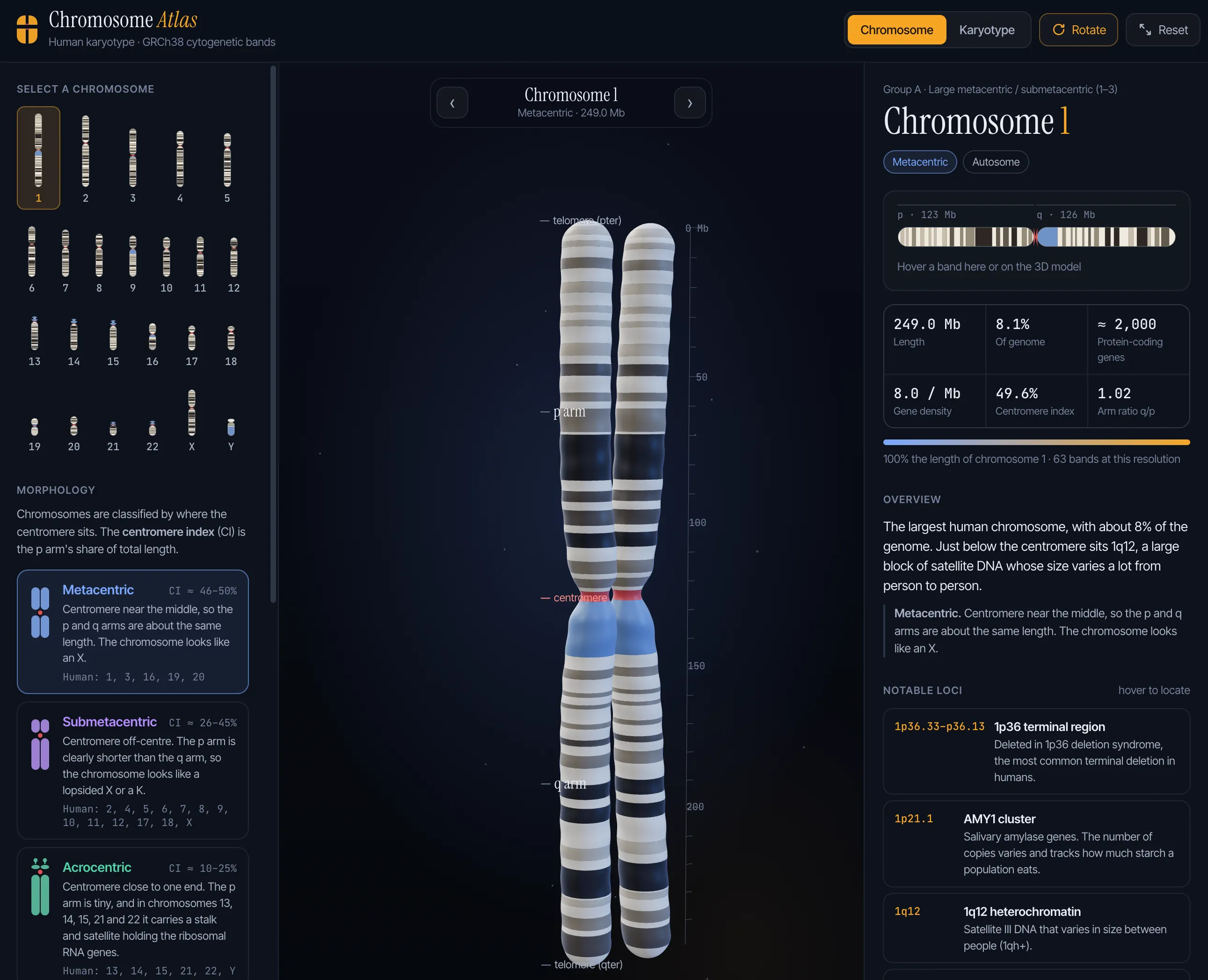 Chromosome Atlas showing a 3D model of chromosome 1 with its bands, next to stats and notable loci.